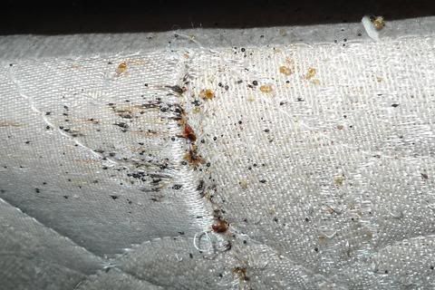 bed-bugs-mattress-pictures-1a.jpg