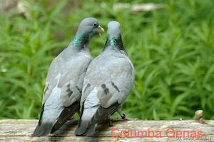 Burung Burung Dalam Alkitab Sarapanpagi Biblika Ministry
