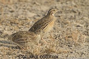 Burung Burung Dalam Alkitab Sarapanpagi Biblika Ministry