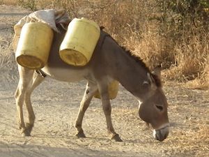 Hewan Hewan Di Alkitab Sarapanpagi Biblika Ministry