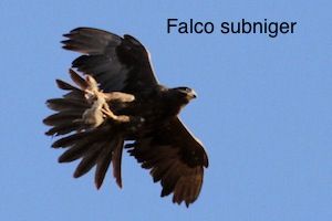 Burung Burung Dalam Alkitab Page 2 Sarapanpagi Biblika Ministry