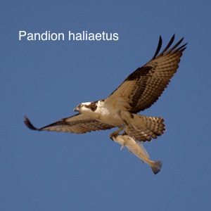 Burung Burung Dalam Alkitab Page 2 Sarapanpagi Biblika Ministry