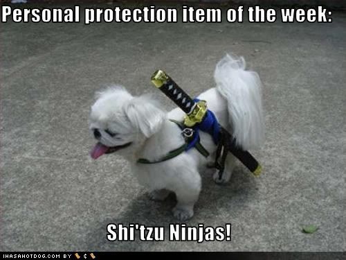 funny-dog-pictures-shitzu-ninjas.jpg
