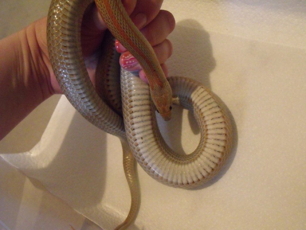 DSCF4152resize.jpg