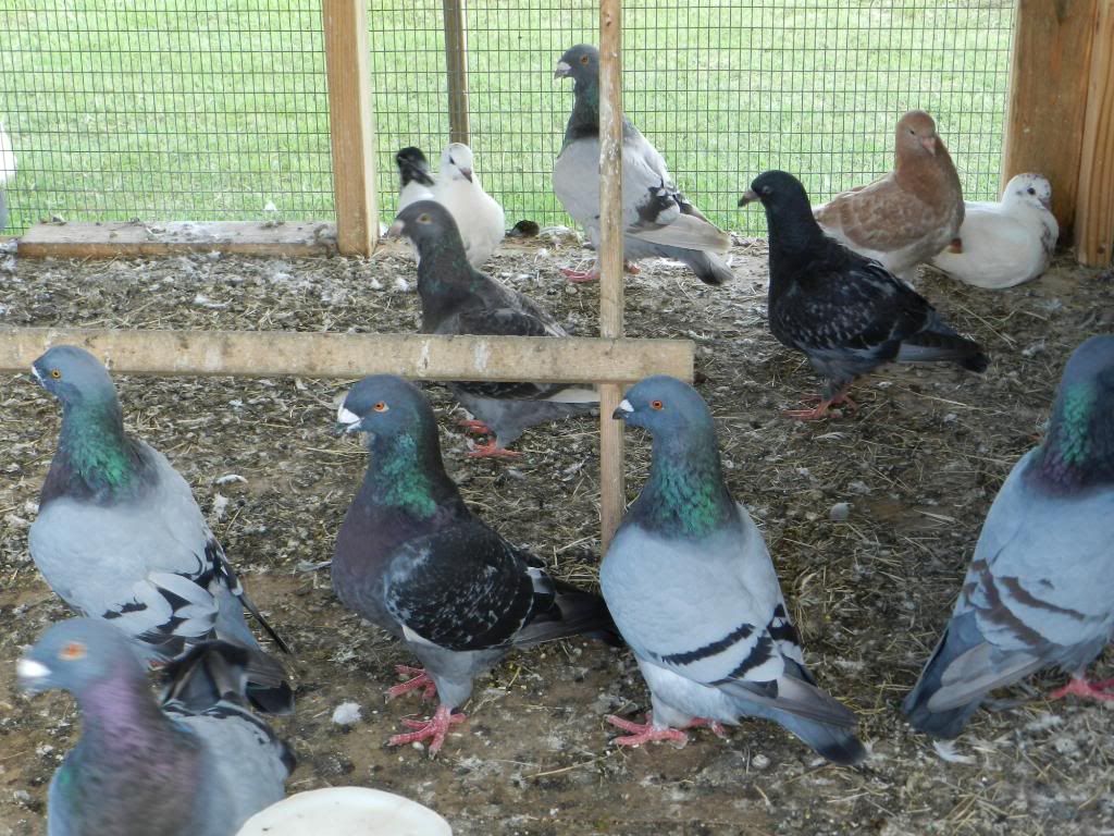 Pigeon Pictures BackYard Chickens Learn How to Raise Chickens