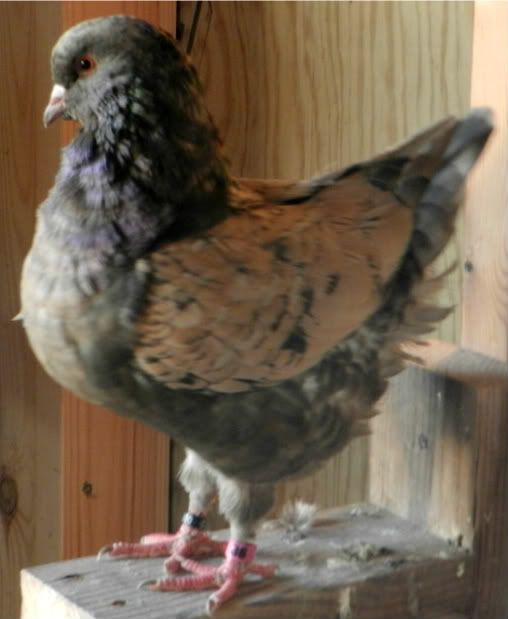 Modena Pigeons for sale PigeonTalk