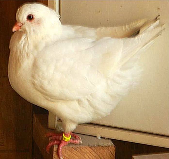 Modena Pigeons for sale PigeonTalk