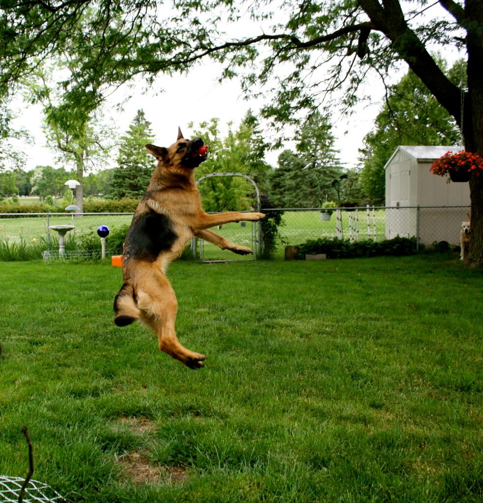 IMAGE: http://i833.photobucket.com/albums/zz259/Mezz24Freak/Dogs/Action/IMG_0005-1.jpg