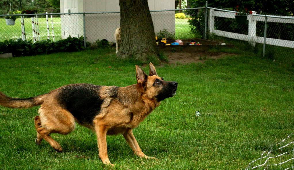 IMAGE: http://i833.photobucket.com/albums/zz259/Mezz24Freak/Dogs/Action/IMG_0007.jpg