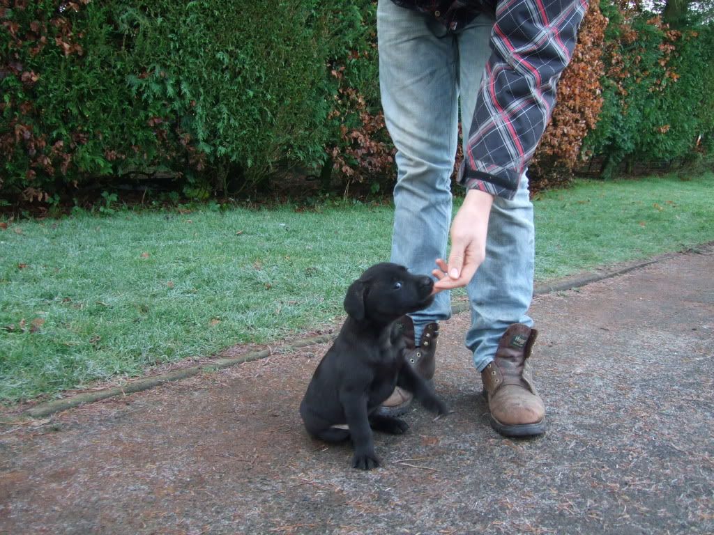 2009_1213PUPPY0002.jpg