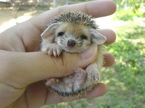 Hedgehogbaby.jpg