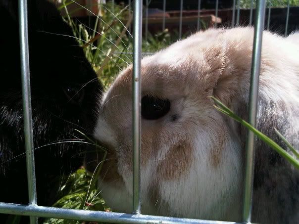 kisses.jpg