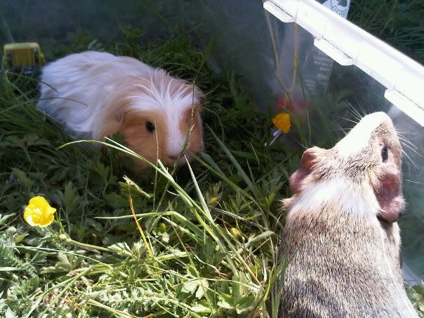 pigs2.jpg